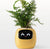 Ivy Smart Planter