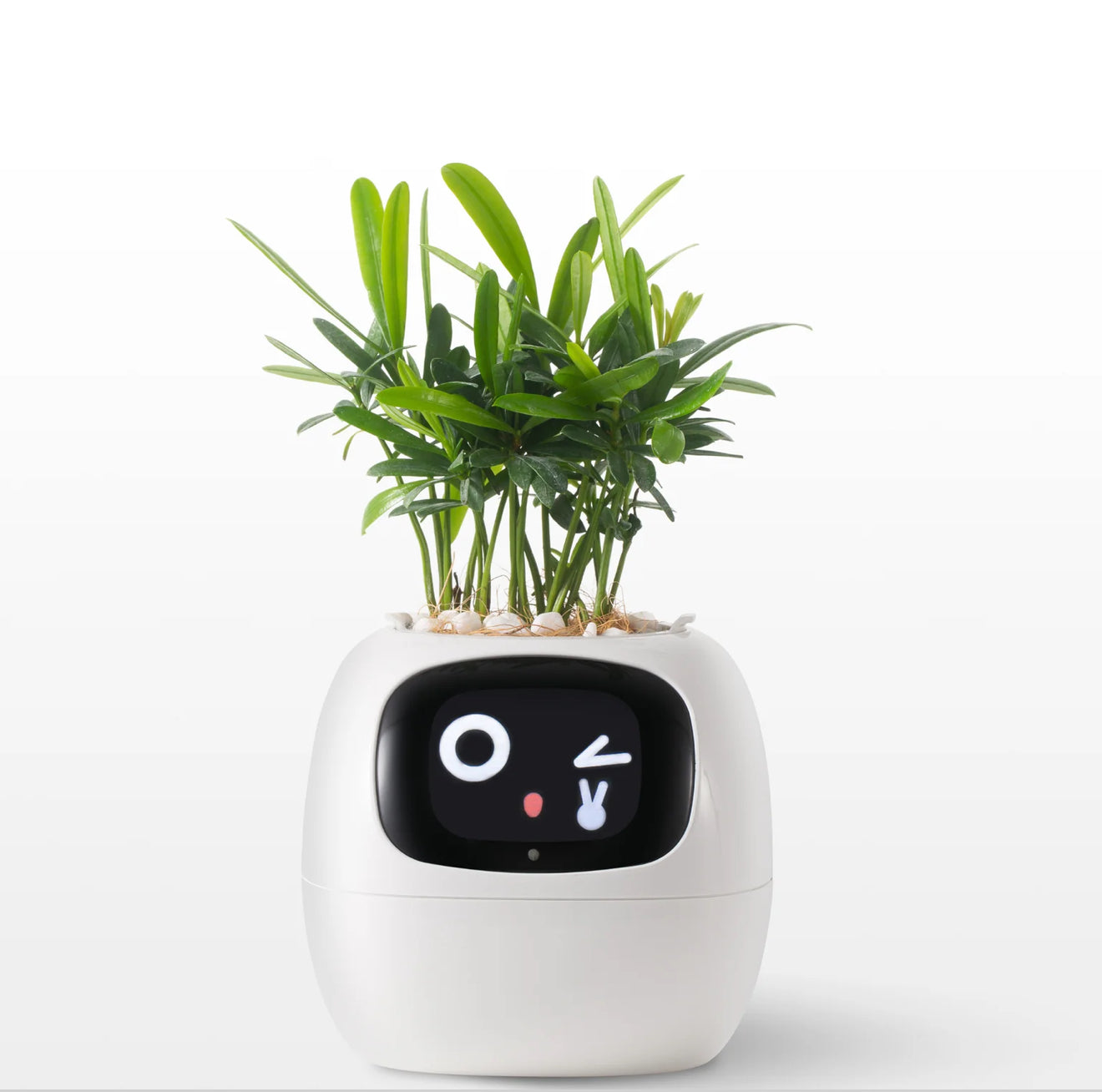 Ivy Smart Planter
